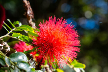 Blossom of red powderpuff exotic plant calliandra haematocephala from Bolivia close up