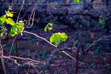 Hilly terraced vineyards in wine making region Tacoronte-Acentejo on Tenerife on slopes of Volcano...