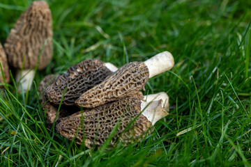 Obraz premium Growing wild spring mushrooms morchellas or true morels edible sac fungi for gourmet cooks, in Catalan and French cuisine, in green grass, harvest on morels in spring