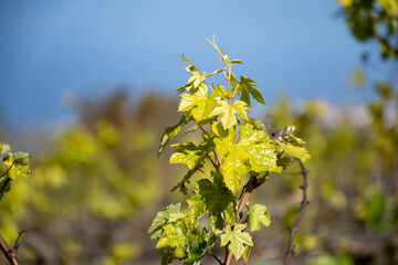 Hilly terraced vineyards in wine making region Tacoronte-Acentejo on Tenerife on slopes of Volcano...