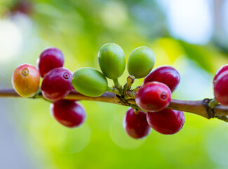 Arabica coffee tree with green and red ripening coffee cherries berries on plantation, coffee beans production