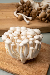 Fresh white shimeji edible mushrooms native to East Asia, buna-shimeji is widely cultivated and rich in umami tasting compounds