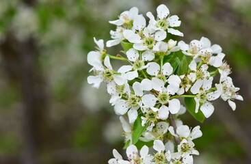 wild fruit trees and wild pear tree flowers
