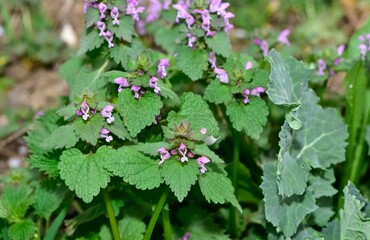 photos of wildflowers and wildflowers. dead nettle flower.