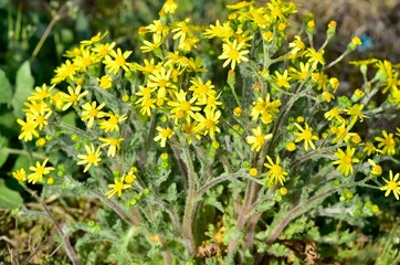 Images of wild plants and flowers. Photos of plants with yellow flowers.