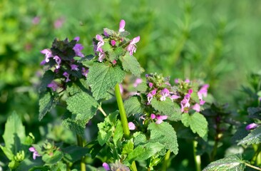 photos of wildflowers and wildflowers. dead nettle flower.