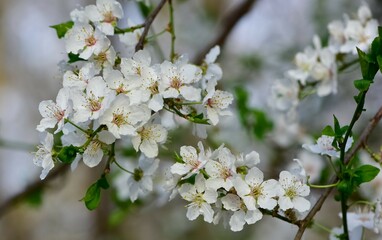 photos of flowering plum tree and plum flowers