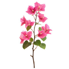 Obraz premium Bougainvillea isolated on white background