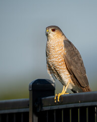 RedTailed Hawk against blue