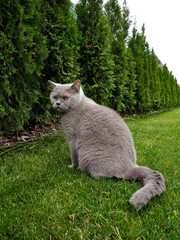 British shorthair cat sitting on grass in garden by hedge