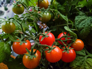 Cherry tomatoes ripening on the vine in a balcony garden