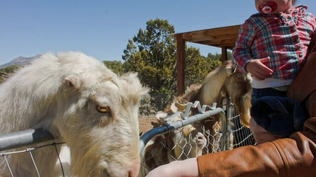 Mother and Daughter Petting Some Billy Goats at a Farm