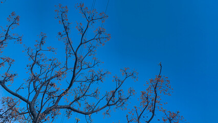 Tree and branches with berries on night background.