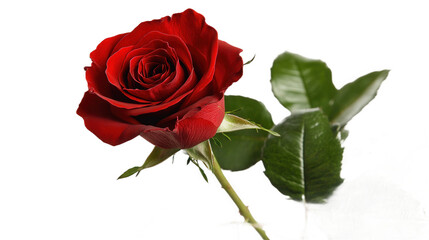 Fototapeta premium Beautiful Red Rose Blossom