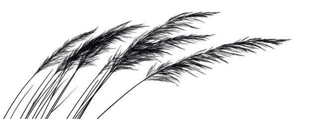 Obraz premium Black and White Silhouette of Tall Grass Isolated on Transparent Background