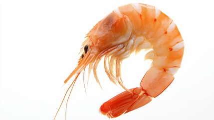 Fresh Raw Shrimp Isolated on White Background for Culinary Use