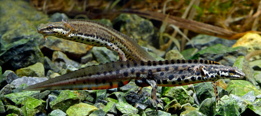 Schmidtler's Teichmolch // Schmidtler's smooth newt, Turkish Smooth Newt (Lissotriton schmidtleri) - Evros-Delta, Griechenland