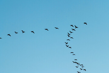 a flock of migratory birds in the sky