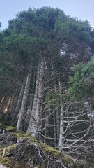 Forest in spring in Granvin, Norway.