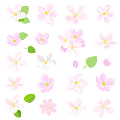 collection of apple blooms. set of white blossoms. pink tree flowers with leaves