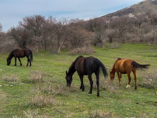 Horses graze in the mountains in early spring