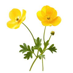 Naklejka premium Buttercup isolated on white background