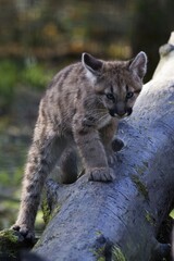 Bébé puma