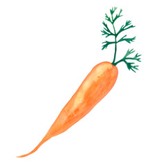 Carrots in watercolor technique on a transparent background.