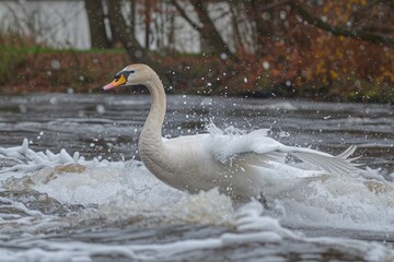 A beautiful swan gracefully moving across the water surface