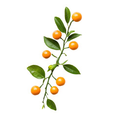 Calamondin isolated on white background