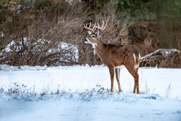 White-tailed deer buck (odocoileus virginianus) standing in a Wisconsin field in January