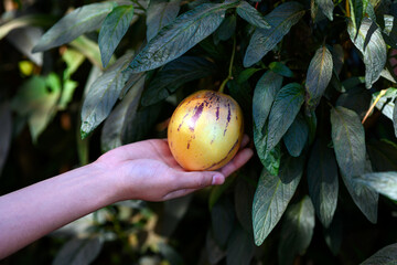 Close-up of a hand holding an ripe yellow pepino melon (Solanum muricatum) on a vine. The fruit has a greenish skin with purple streaks. The plant is growing in a natural garden setting.