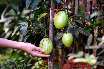 Close-up of a hand holding an unripe pepino melon (Solanum muricatum) on a vine. The fruit has a greenish skin with purple streaks. The plant is growing in a natural garden setting.