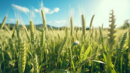 Fototapeta premium Golden wheat field with sun flare at sunset, agriculture background.