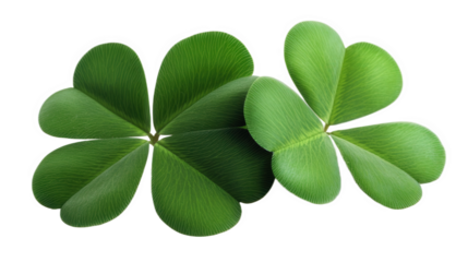 Two Four-Leaf Clovers on Black Background
