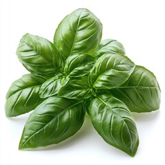 Fototapeta premium Fresh Green Basil Leaves: A Culinary Delight