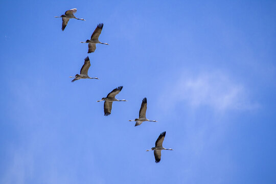 Vol de grue migrant vers le nord au printemps