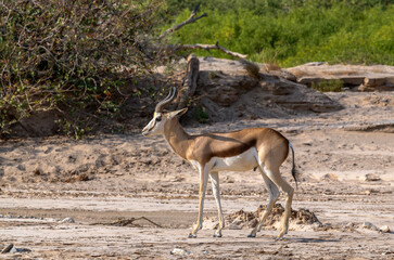  Springbok in dry african Riverbed, Namibia