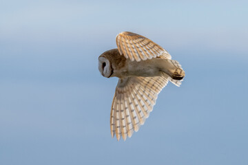 Barn Owl (Tyto alba) in flight on a sunny afternoon