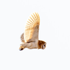 Barn Owl (Tyto alba) in flight on a sunny afternoon