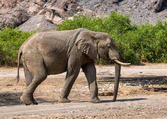 Lateral View of African, Desert Elephant walking in dry Riverbed, Kaokofeld, Namibia