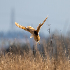 Barn Owl (Tyto alba) in flight on a sunny afternoon