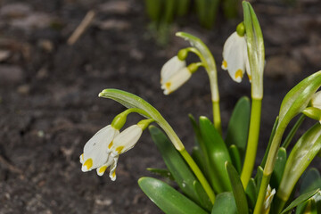 Fototapeta premium Spring snowflake (lat. Leucojum vernum) is blooming. Spring snowflake is a plant species of the genus Spring snowflake of the Amaryllis family (Amaryllidaceae).