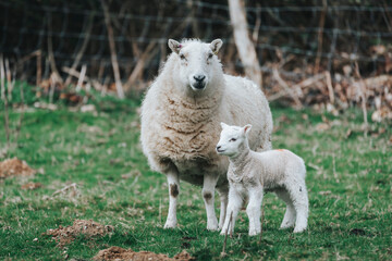Obraz premium mother and baby lamb