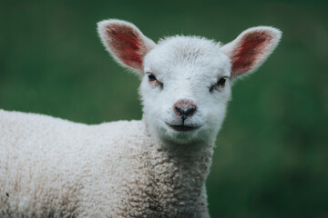 Naklejka premium white little lamb on the farm