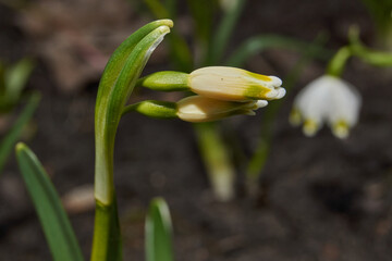 Spring snowflake (lat. Leucojum vernum) is blooming. Spring snowflake is a plant species of the...
