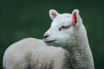 white little lamb on the farm