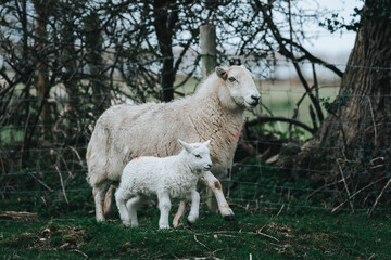 white sheep  and lamb in the farm
