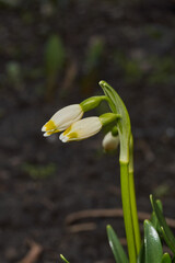 Fototapeta premium Spring snowflake (lat. Leucojum vernum) is blooming. Spring snowflake is a plant species of the genus Spring snowflake of the Amaryllis family (Amaryllidaceae).
