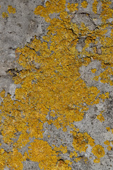 Wall Xanthoria (lat. Xanthoria parietina) is a lichen of the Telochistaceae family, a species of...